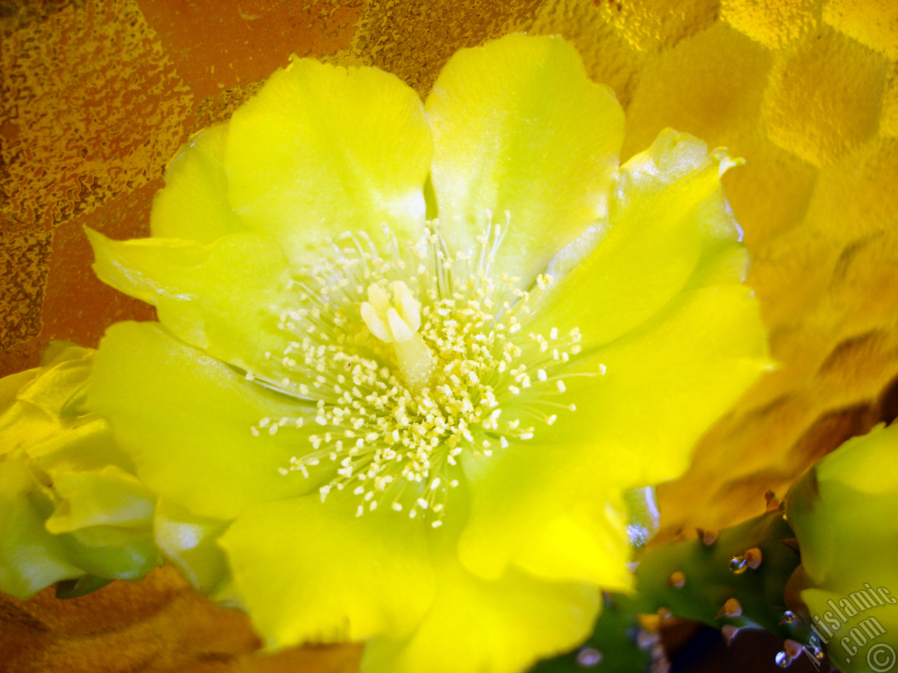 Prickly Pear with yellow flower.
