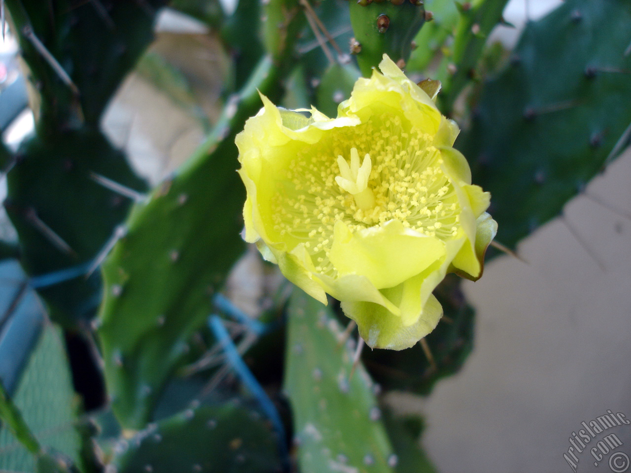 Prickly Pear with yellow flower.

