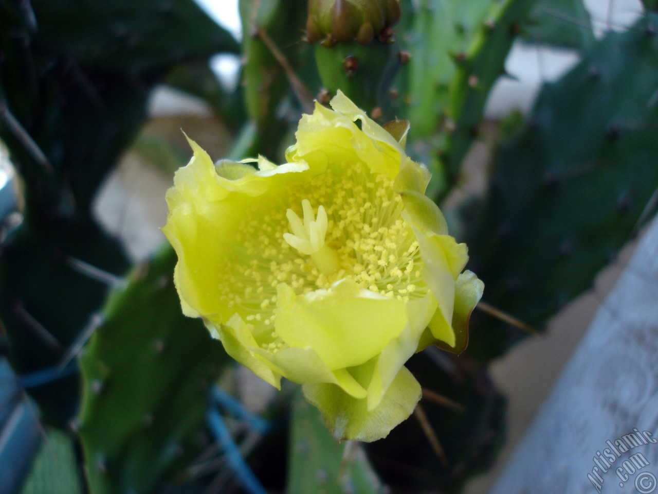 Prickly Pear with yellow flower.
