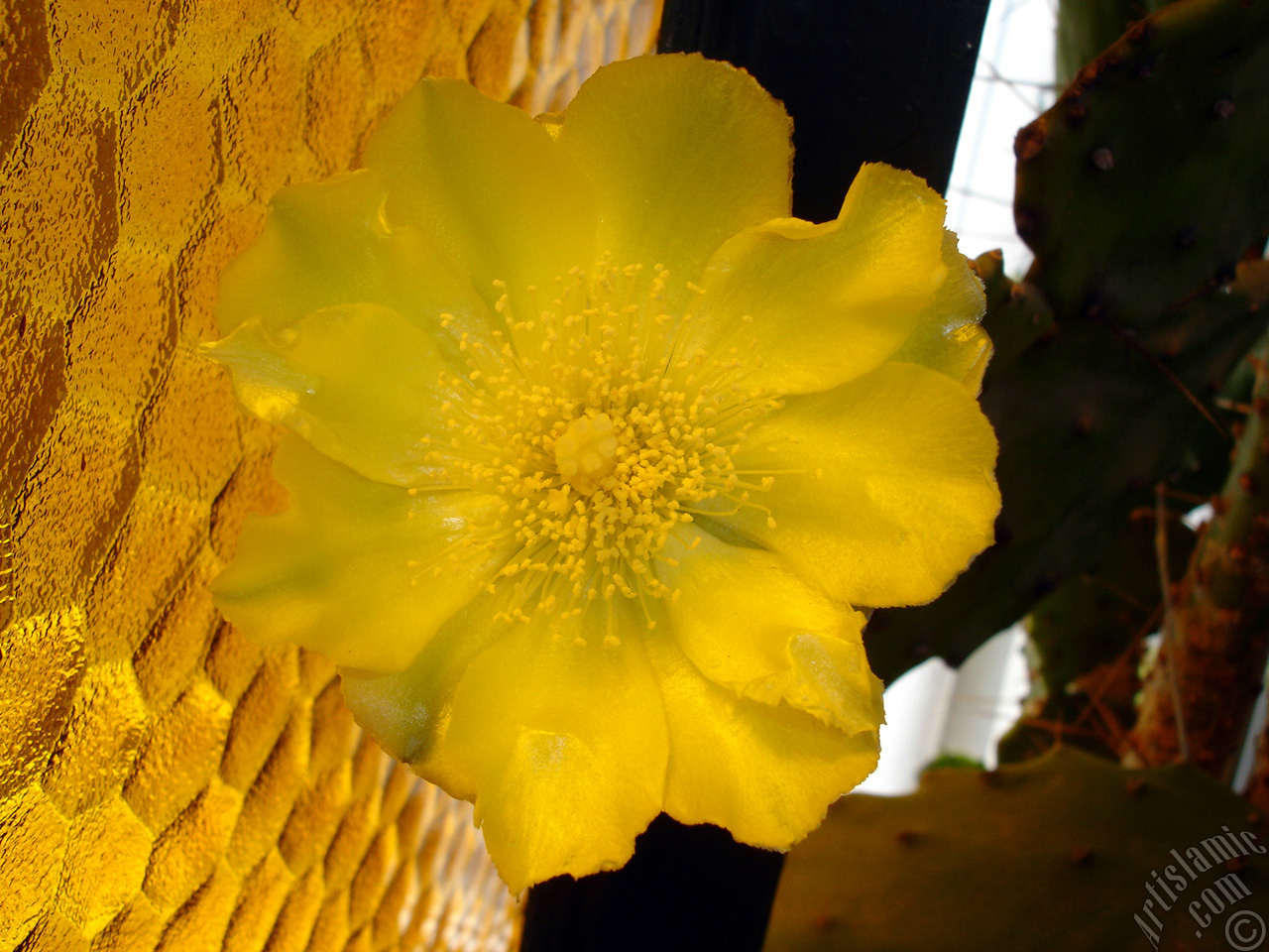 Prickly Pear with yellow flower.
