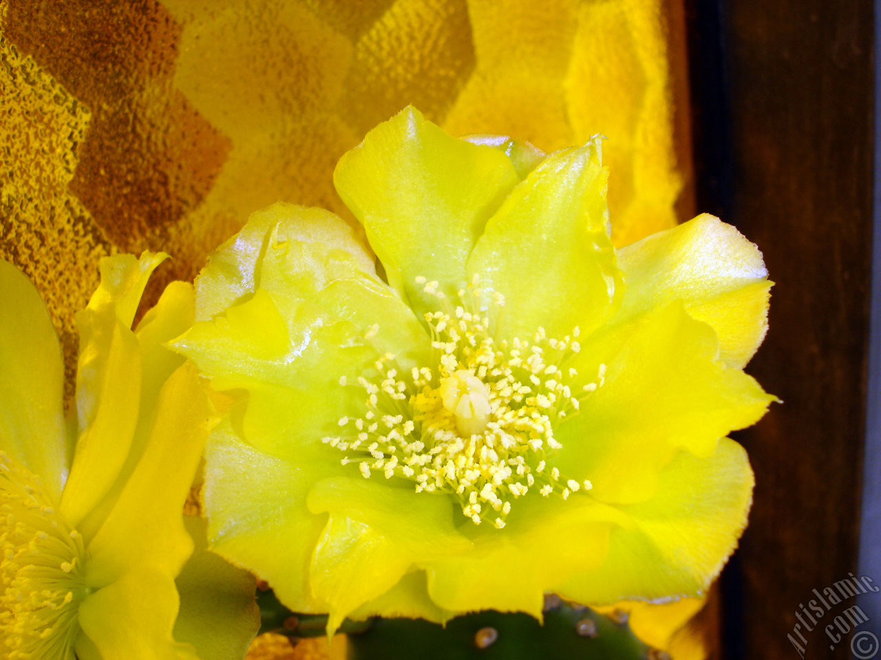 Prickly Pear with yellow flower.
