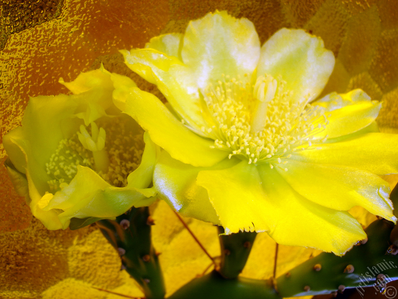 Prickly Pear with yellow flower.

