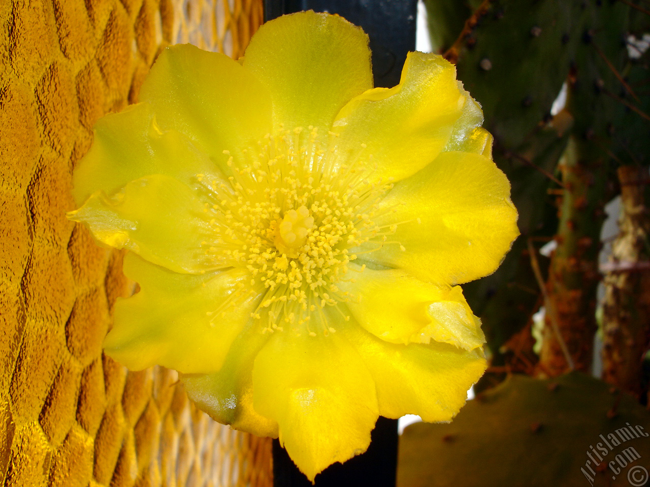 Prickly Pear with yellow flower.
