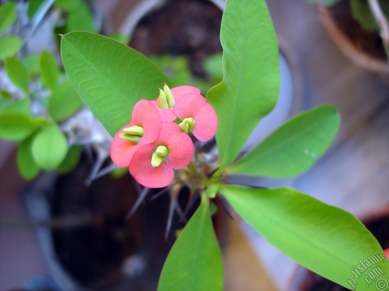 Euphorbia Milii -Crown of thorns- with pink flower.
