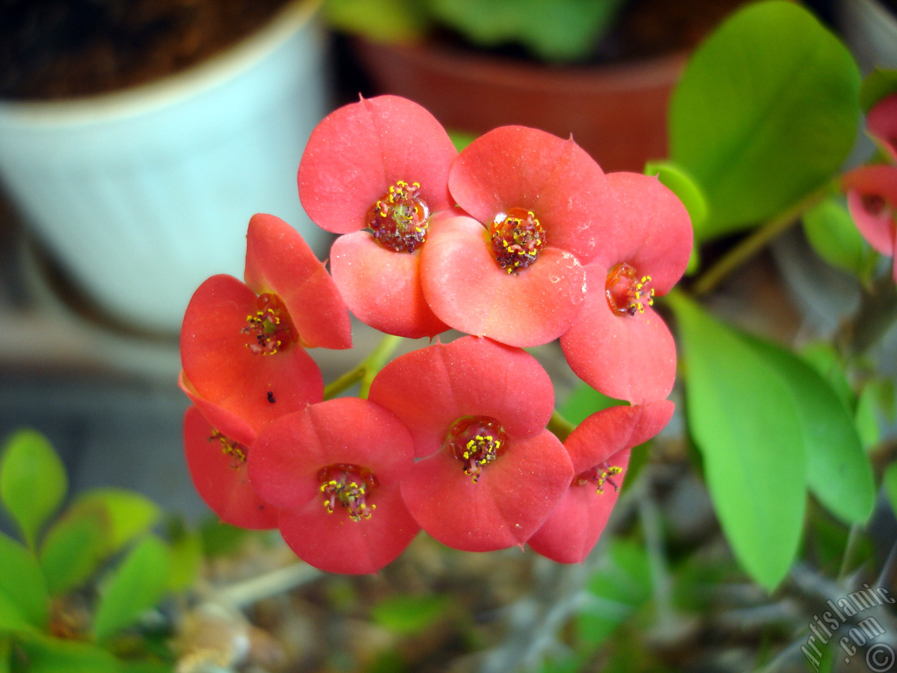 Euphorbia Milii -Crown of thorns- with pink flower.
