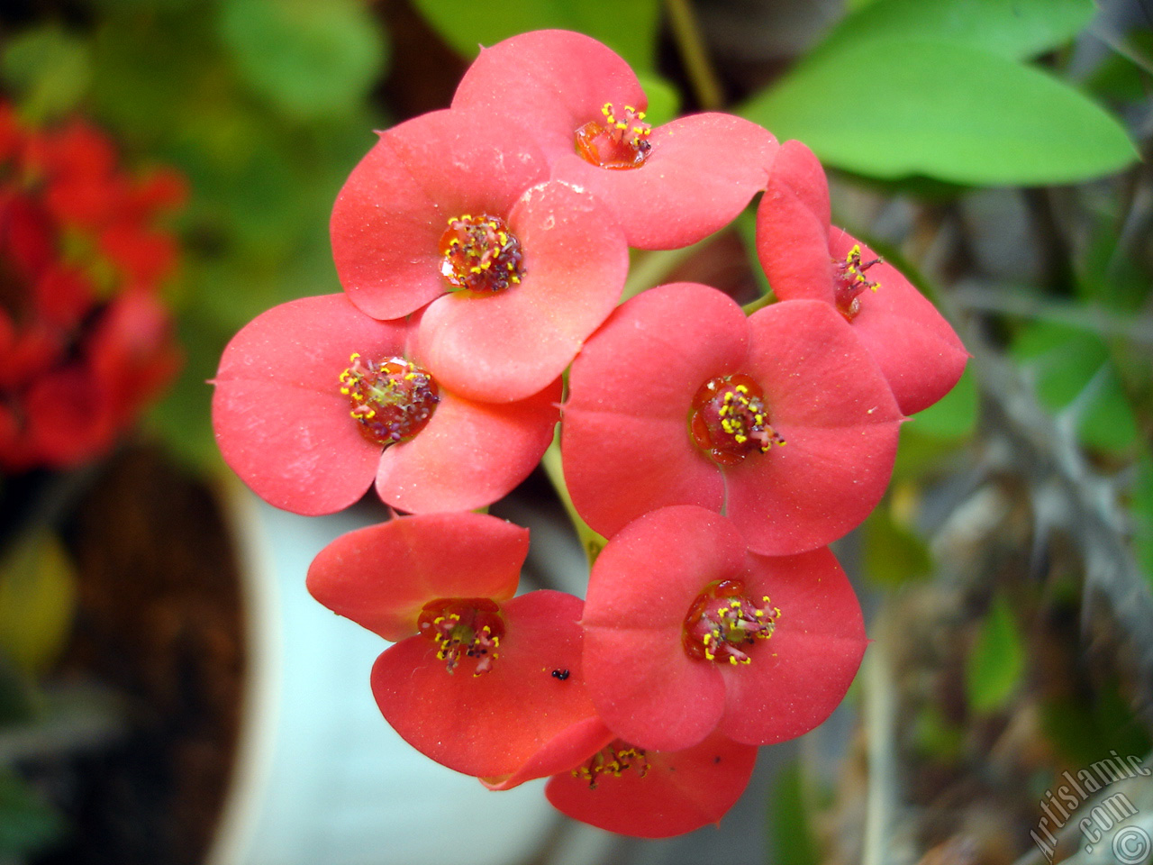 Euphorbia Milii -Crown of thorns- with pink flower.
