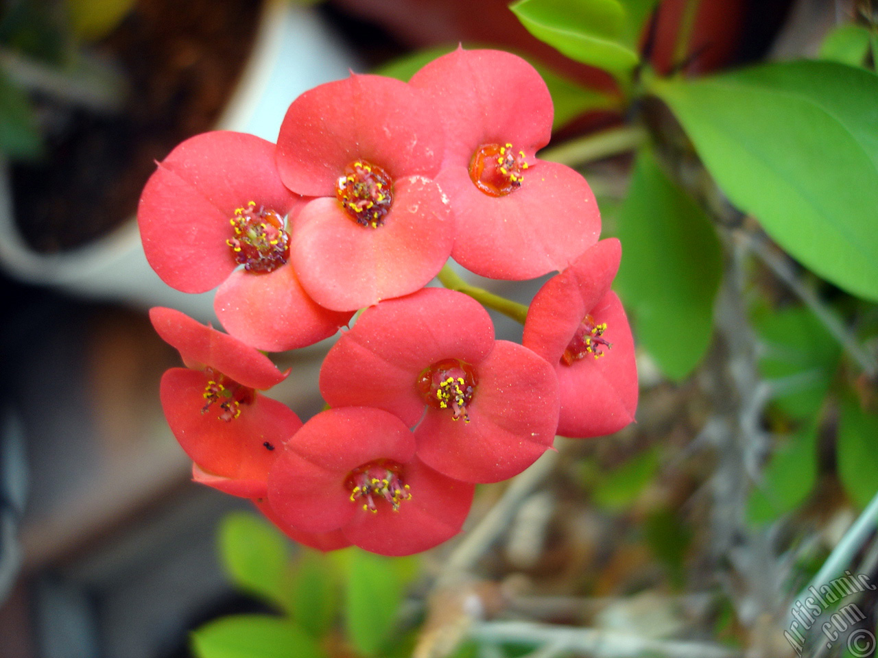 Euphorbia Milii -Crown of thorns- with pink flower.
