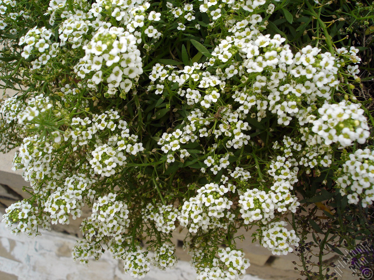 A plant with tiny white flowers.
