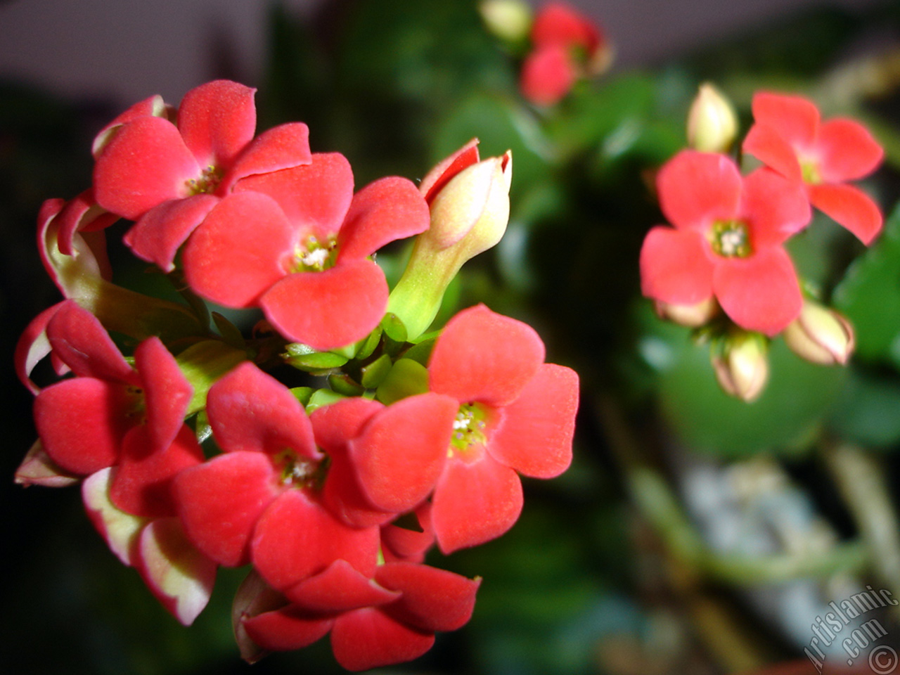 Kalanchoe plant`s flower.
