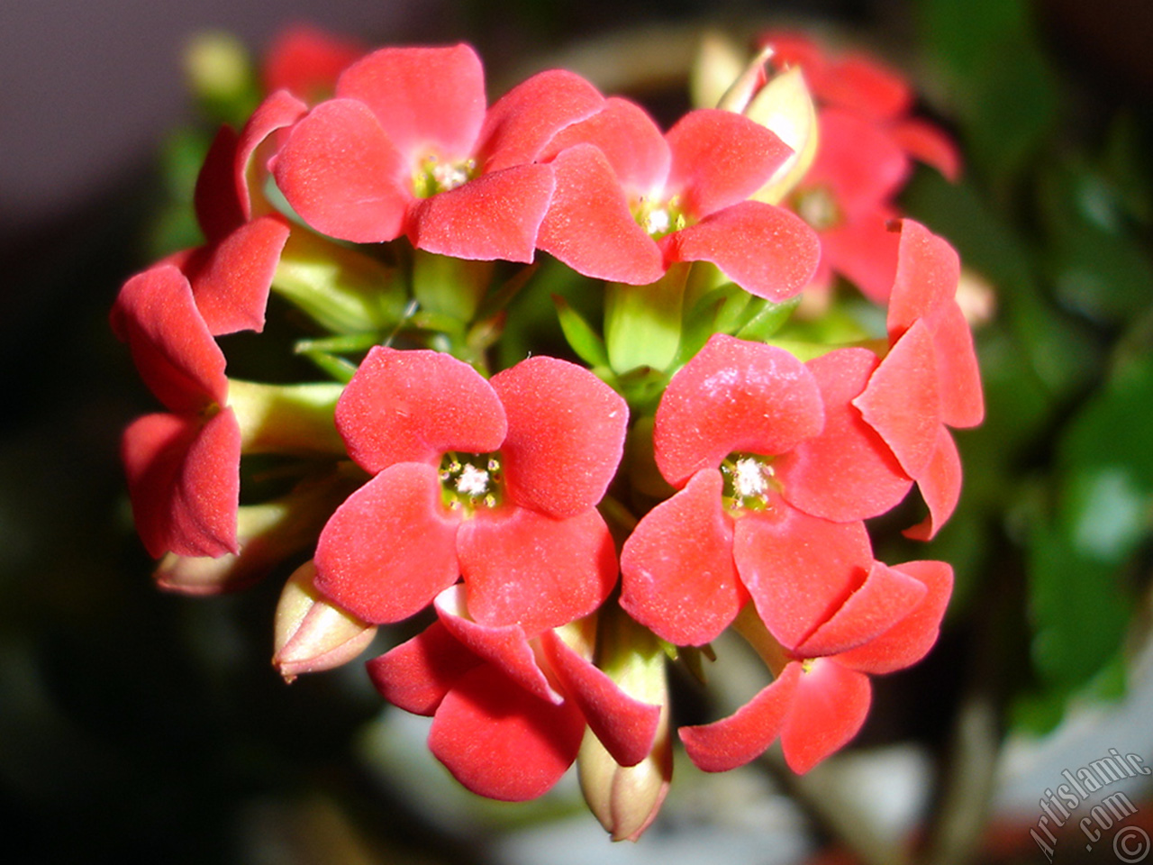 Kalanchoe plant`s flower.

