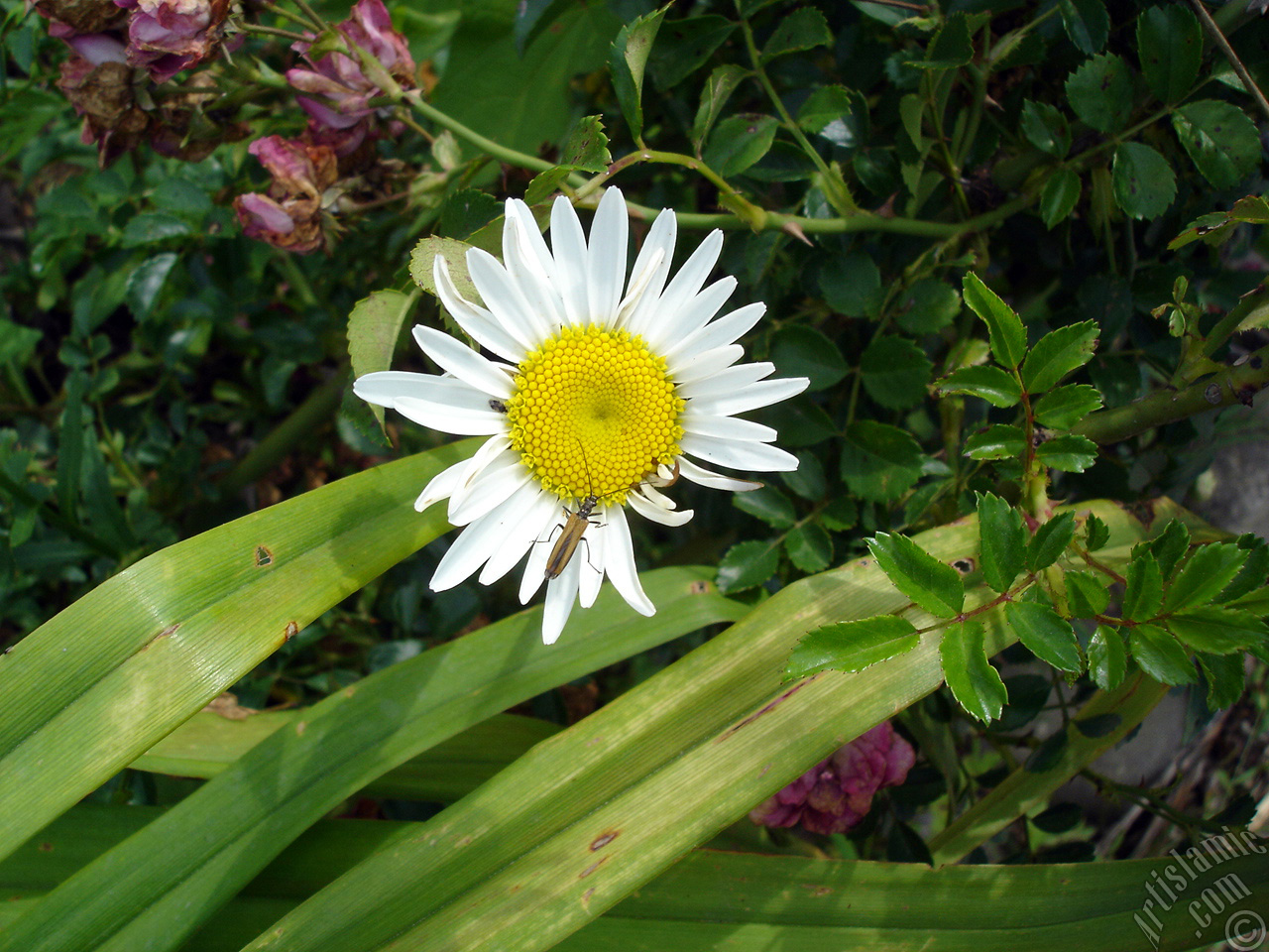 Field Daisy -Ox Eye, Love-Me-Love-Me-Not, Marguerite, Moon Daisy- flower.
