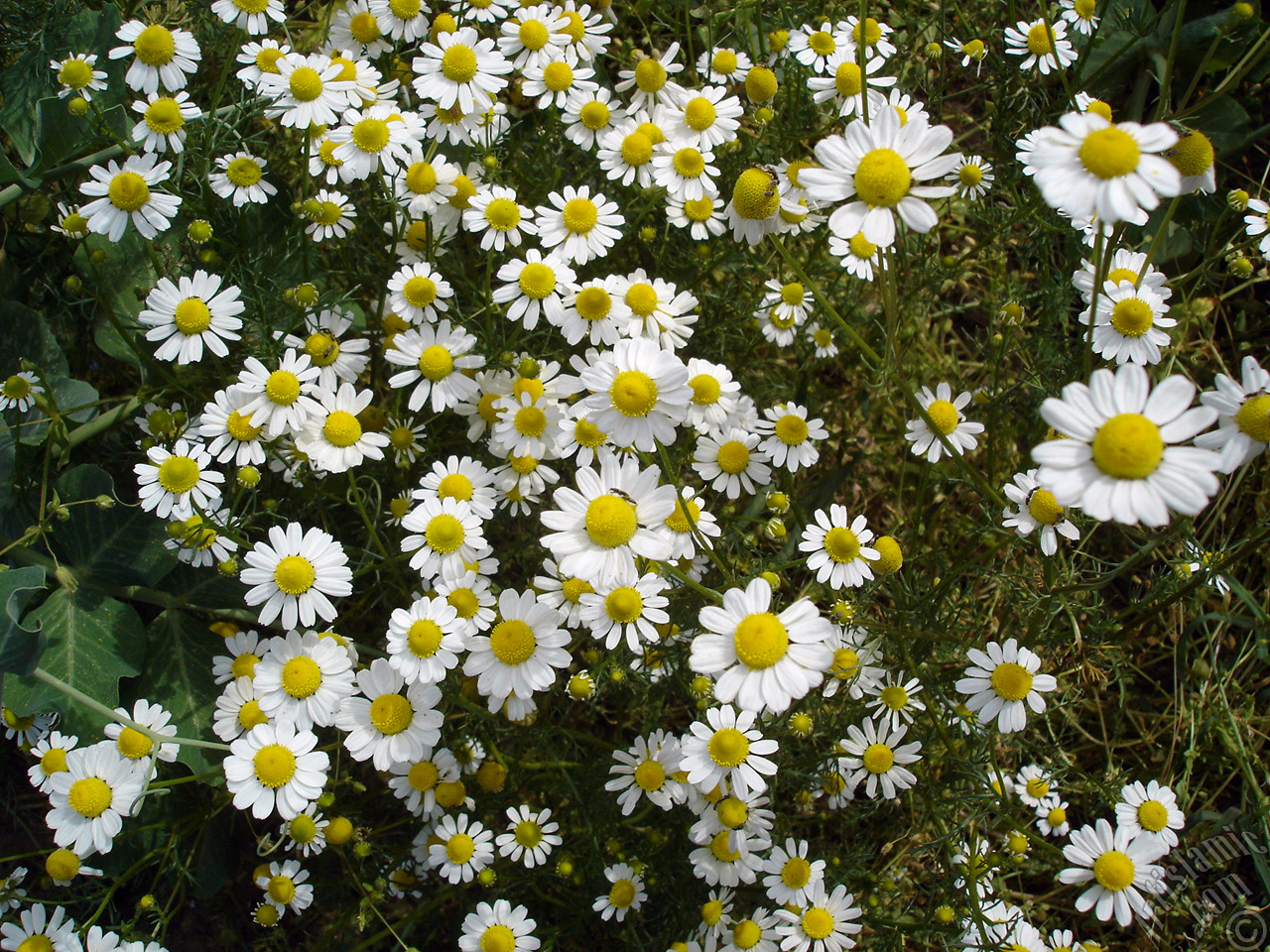 Field Daisy -Ox Eye, Love-Me-Love-Me-Not, Marguerite, Moon Daisy- flower.

