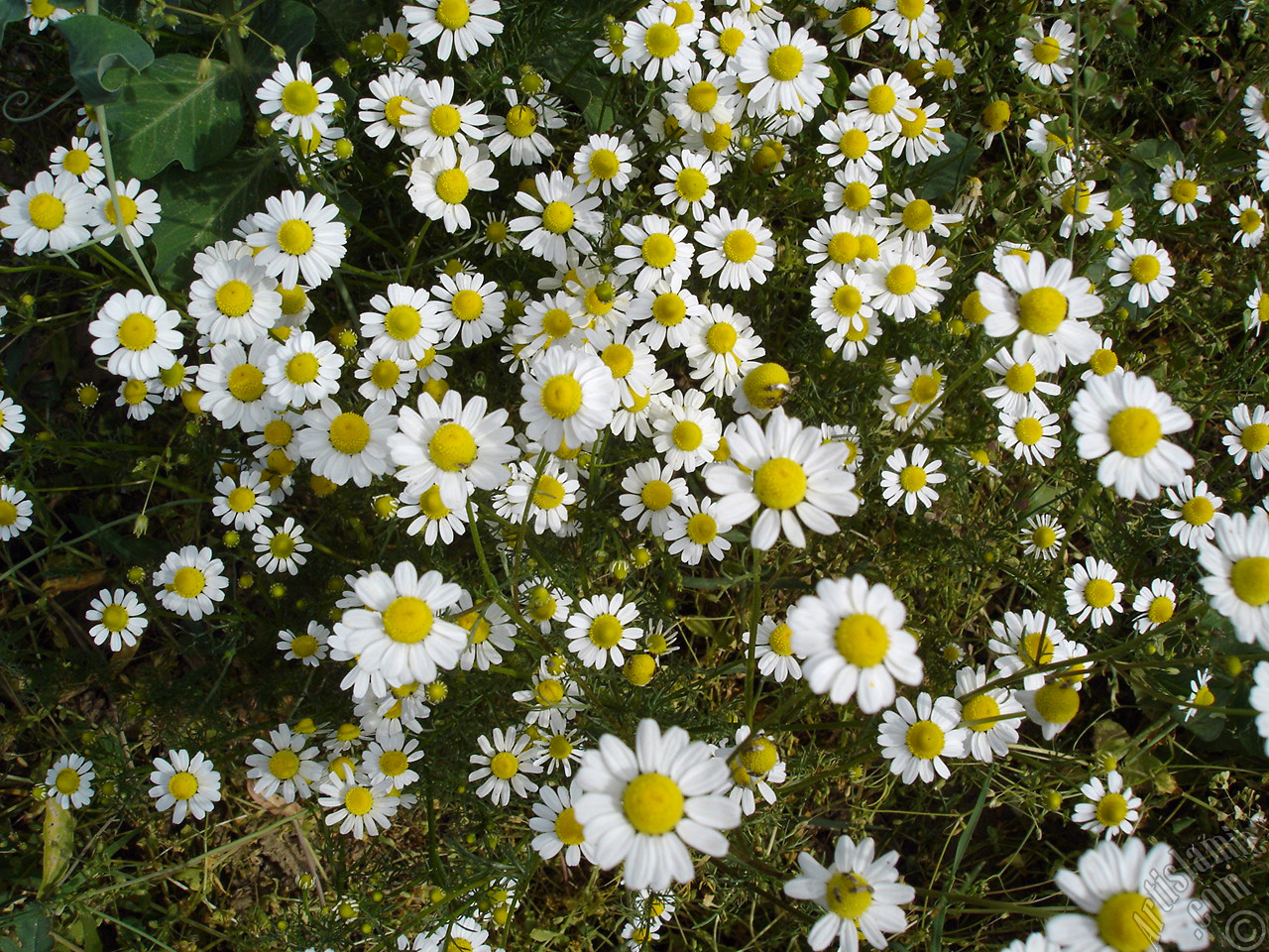 Field Daisy -Ox Eye, Love-Me-Love-Me-Not, Marguerite, Moon Daisy- flower.
