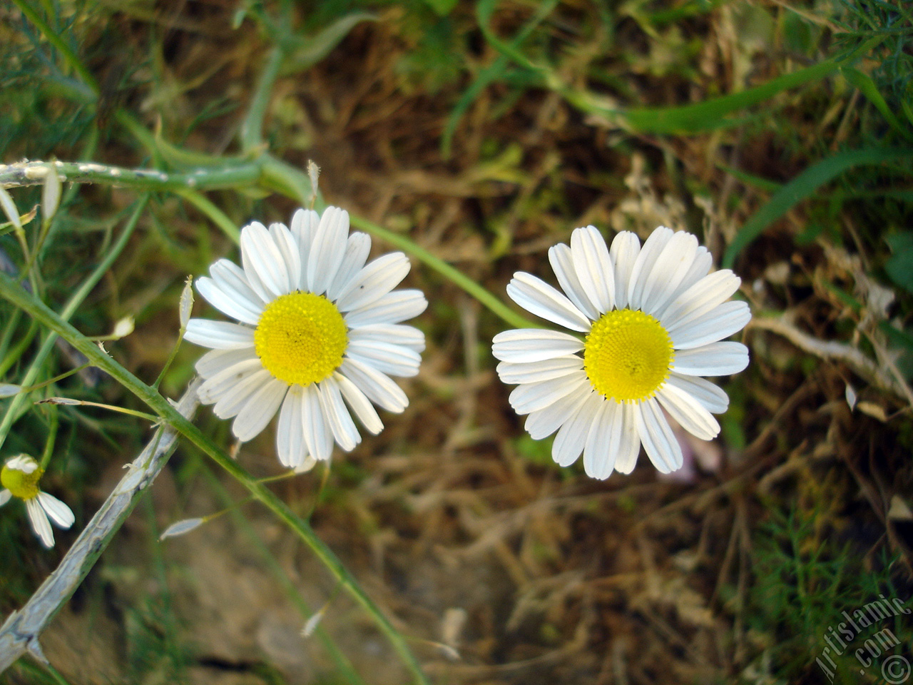 Field Daisy -Ox Eye, Love-Me-Love-Me-Not, Marguerite, Moon Daisy- flower.
