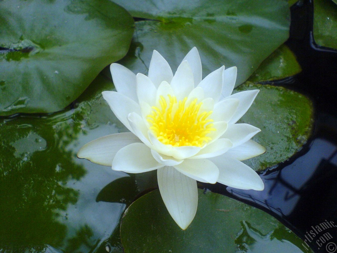 Water Lily flower.
