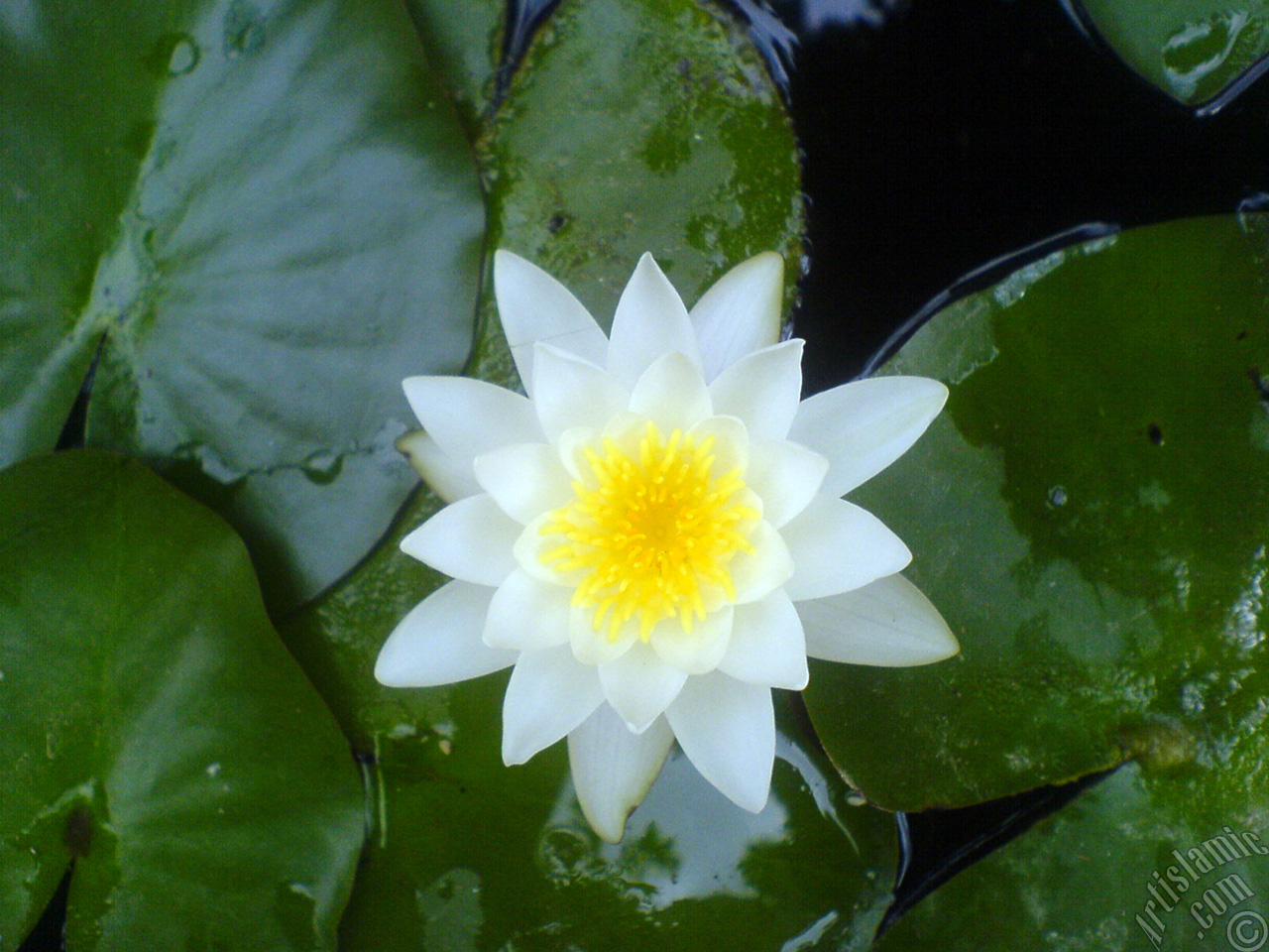 Water Lily flower.
