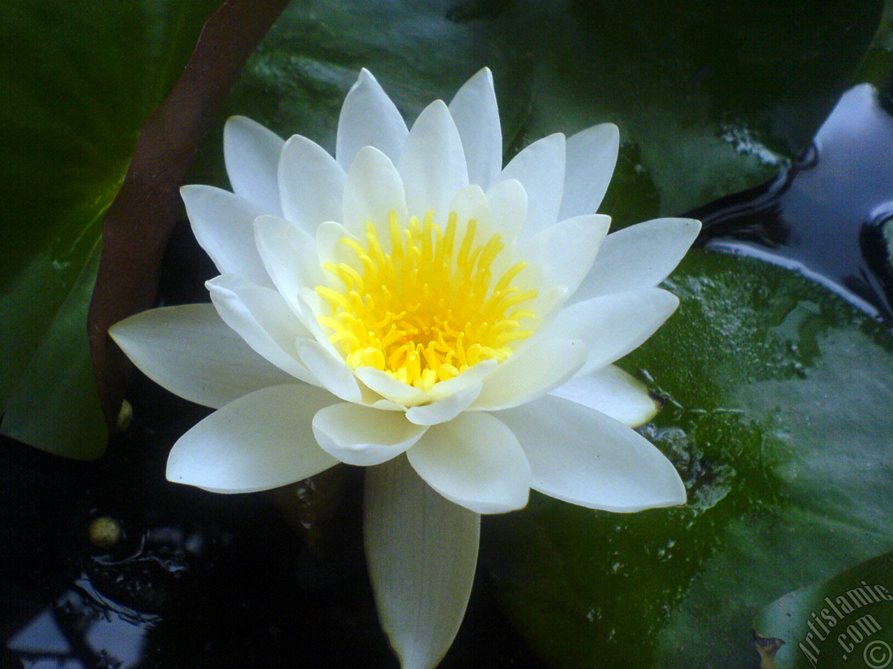 Water Lily flower.
