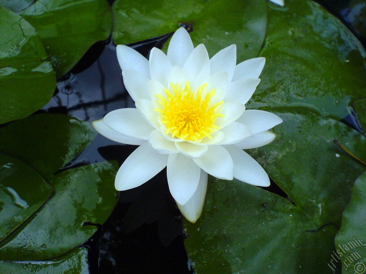 Water Lily flower.
