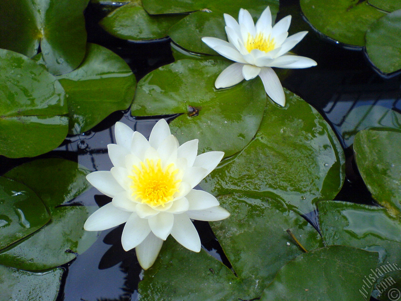 Water Lily flower.
