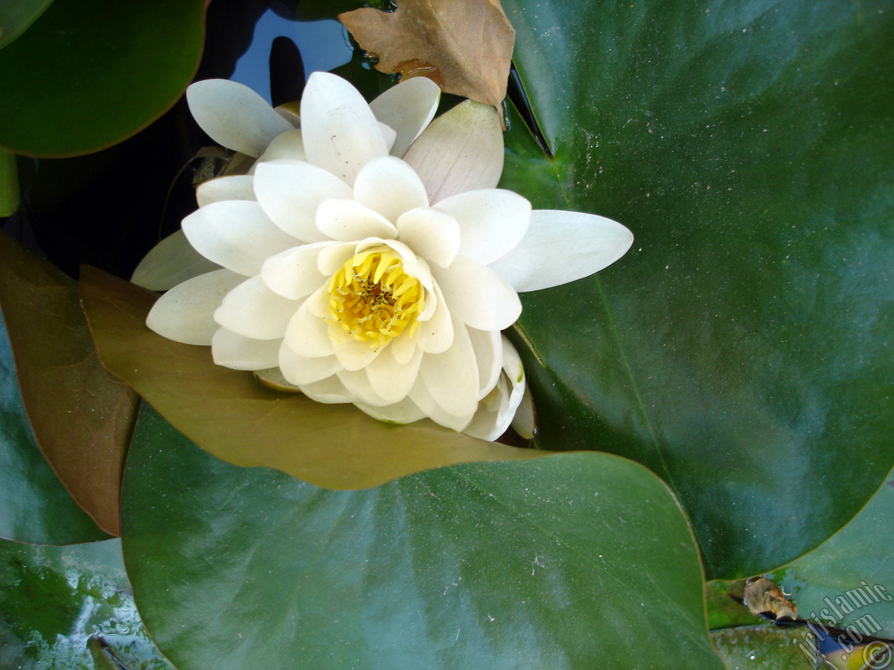 Water Lily flower.
