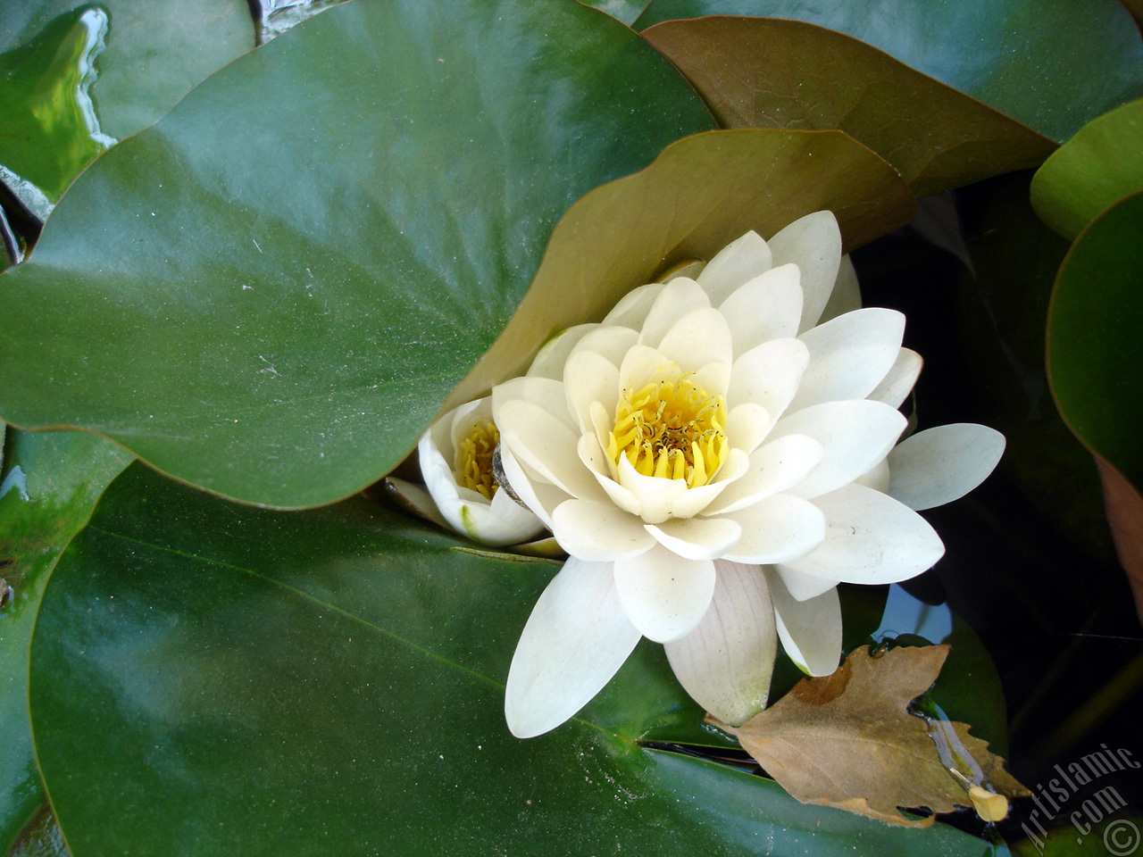 Water Lily flower.
