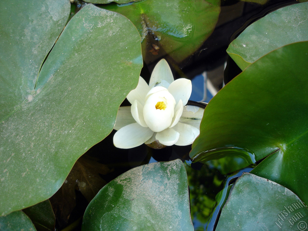 Water Lily flower.
