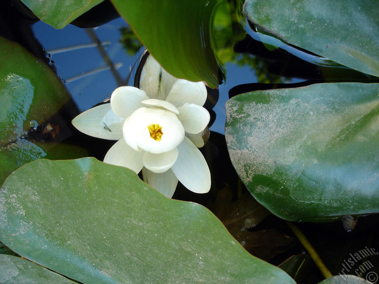 Water Lily flower.
