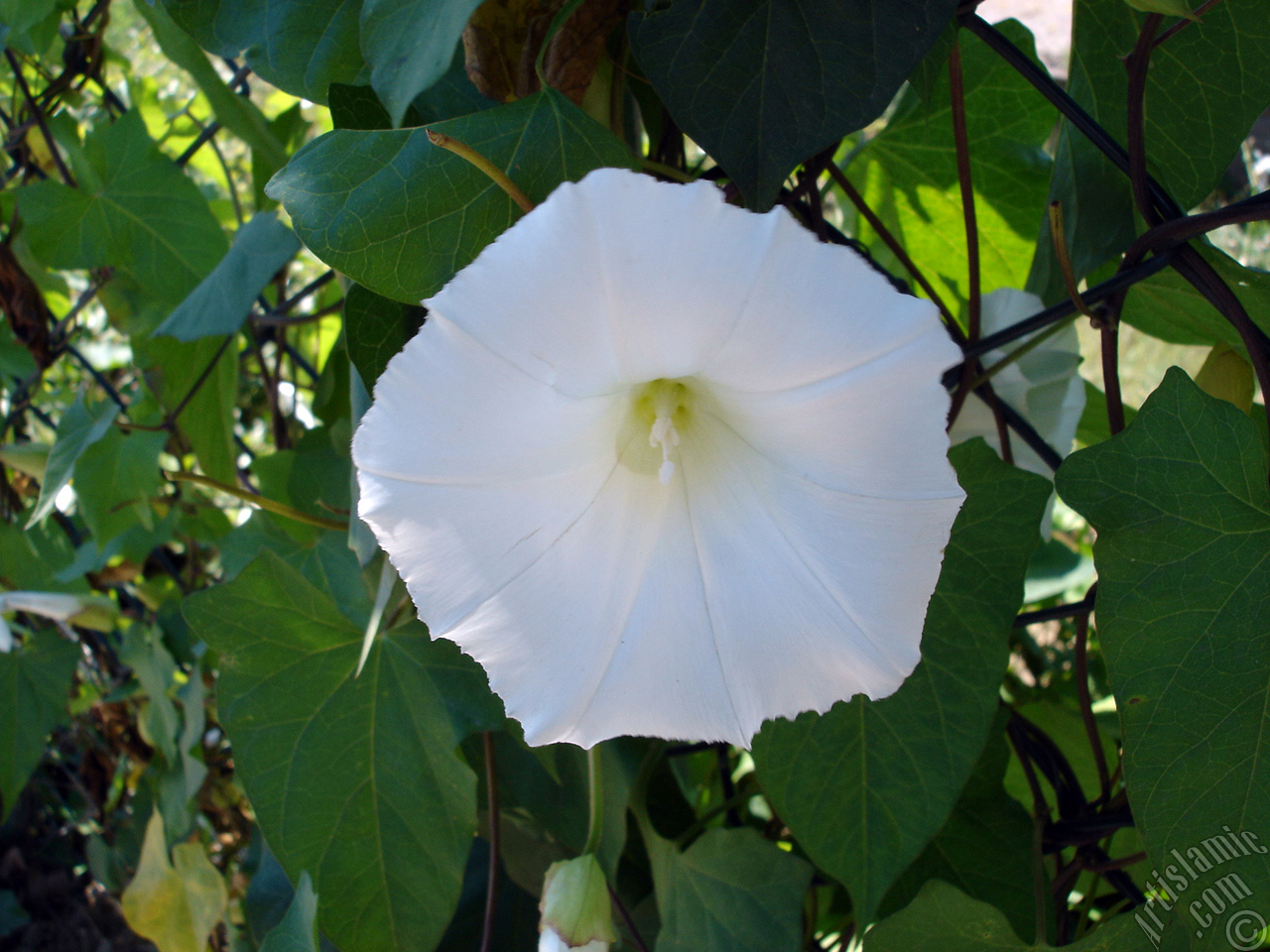 White Morning Glory flower.
