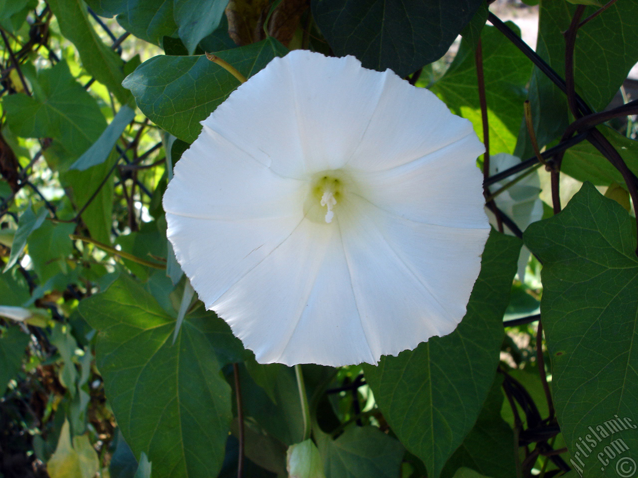 White Morning Glory flower.
