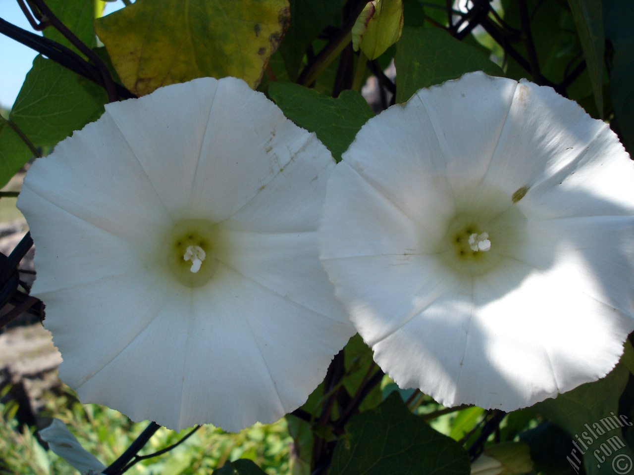 White Morning Glory flower.
