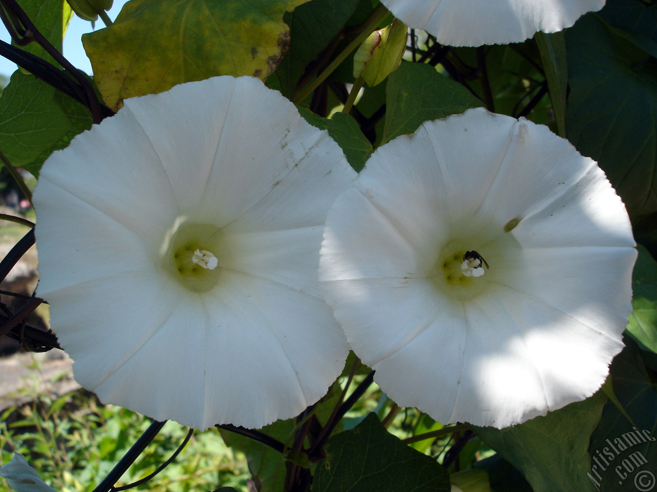 White Morning Glory flower.
