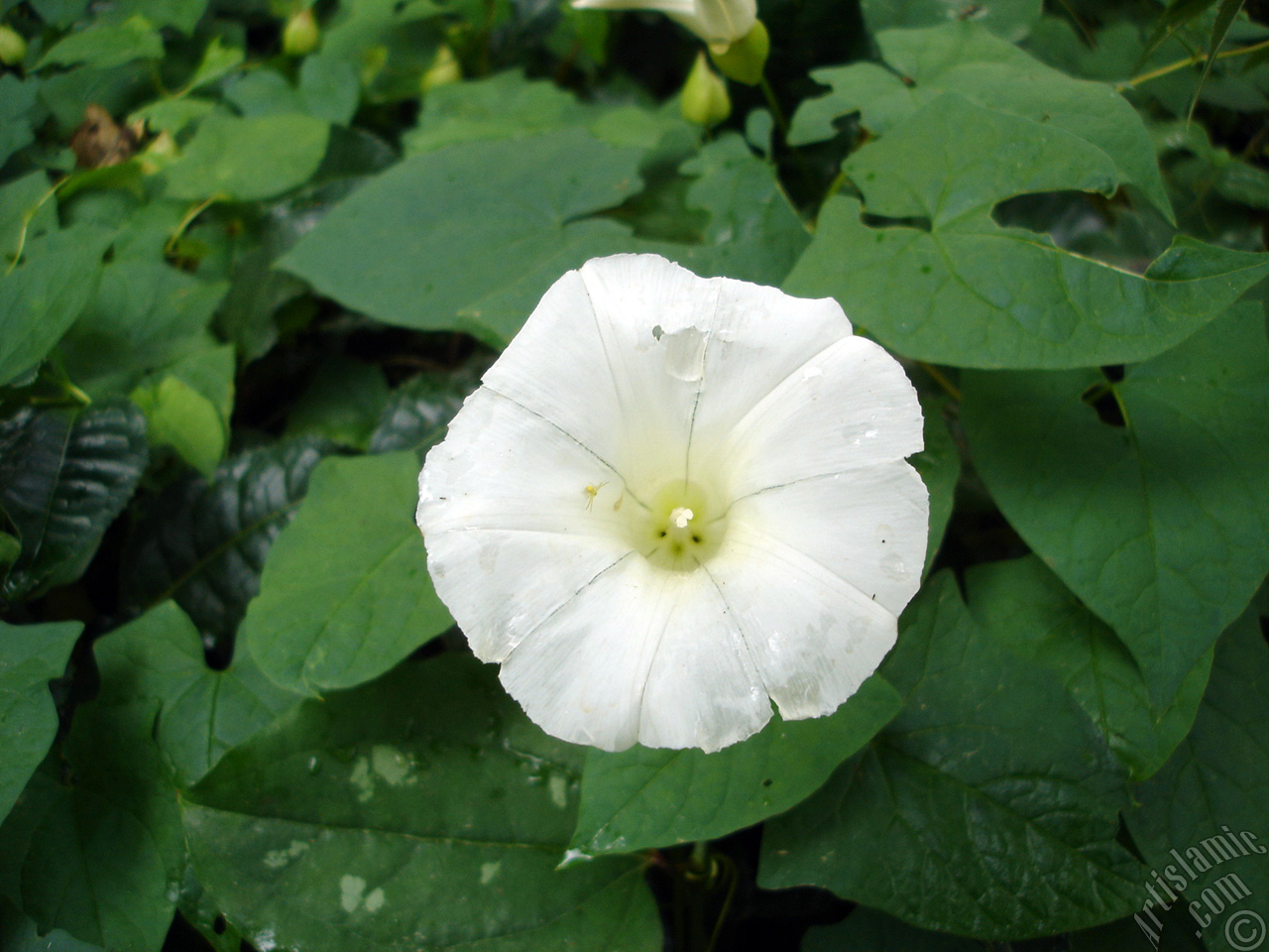 White Morning Glory flower.
