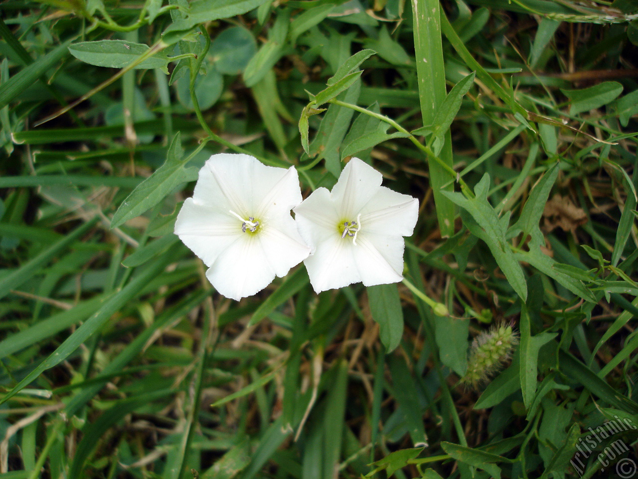 White Morning Glory flower.
