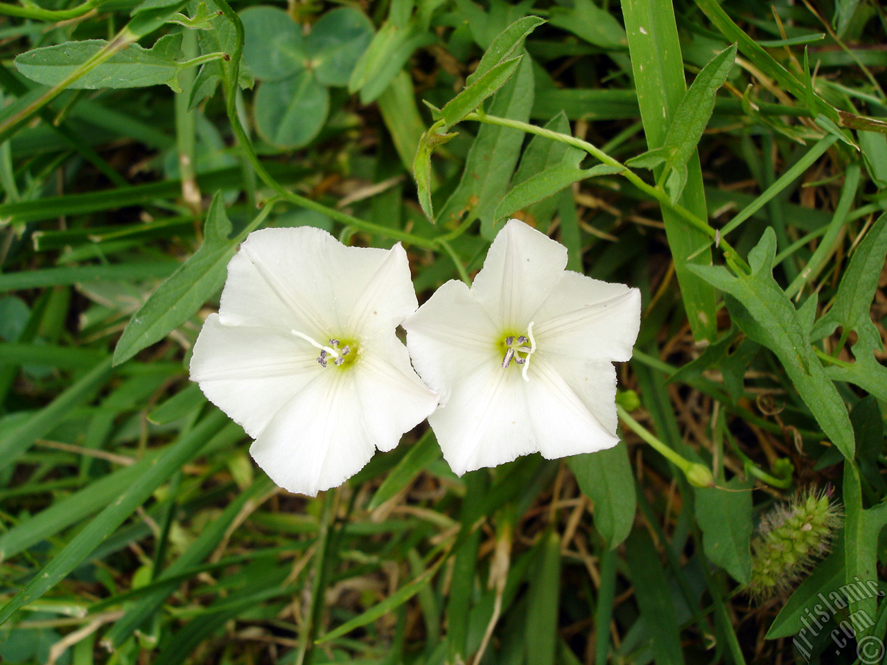 White Morning Glory flower.
