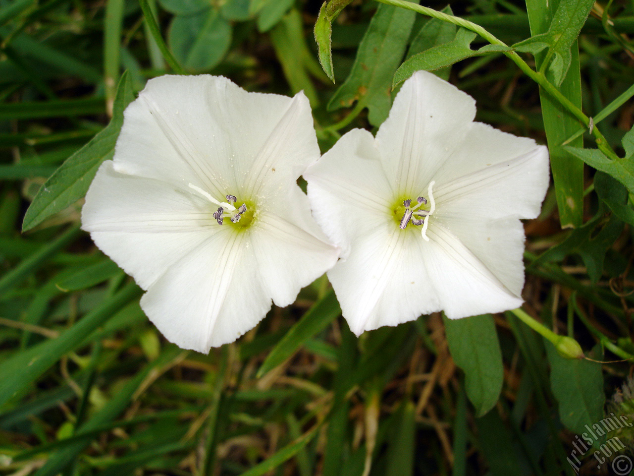 White Morning Glory flower.
