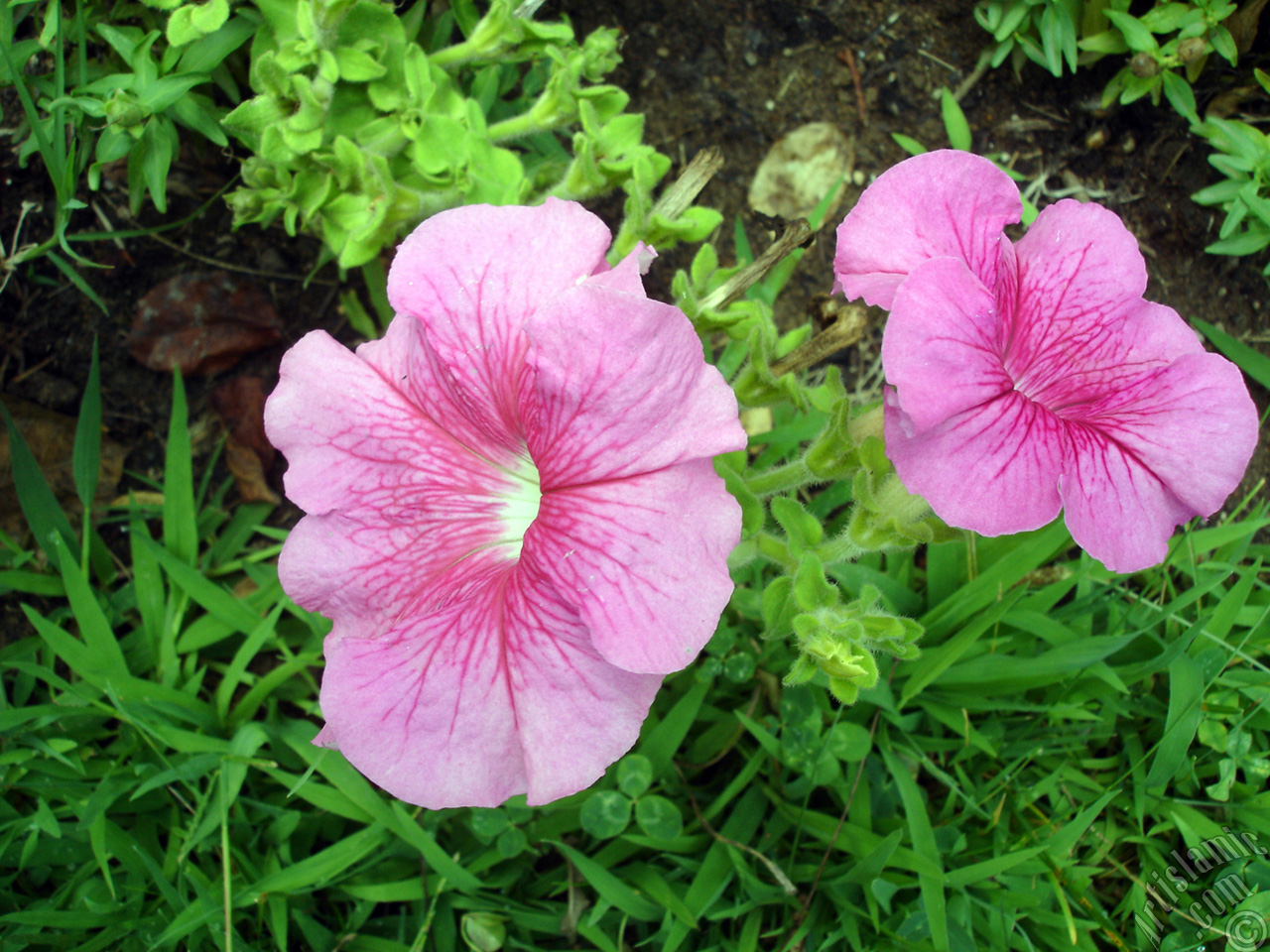 Pink Petunia flower.
