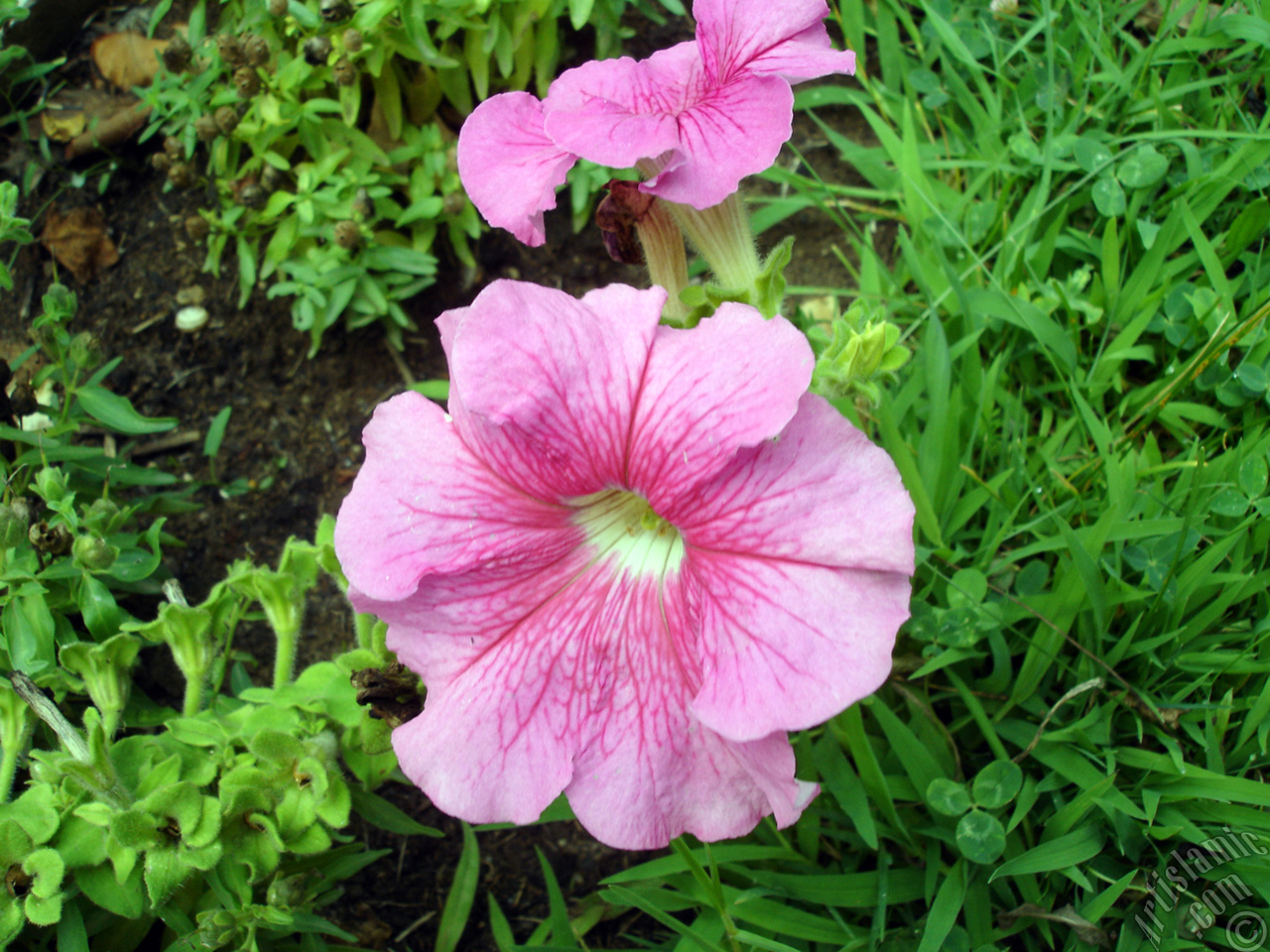 Pink Petunia flower.
