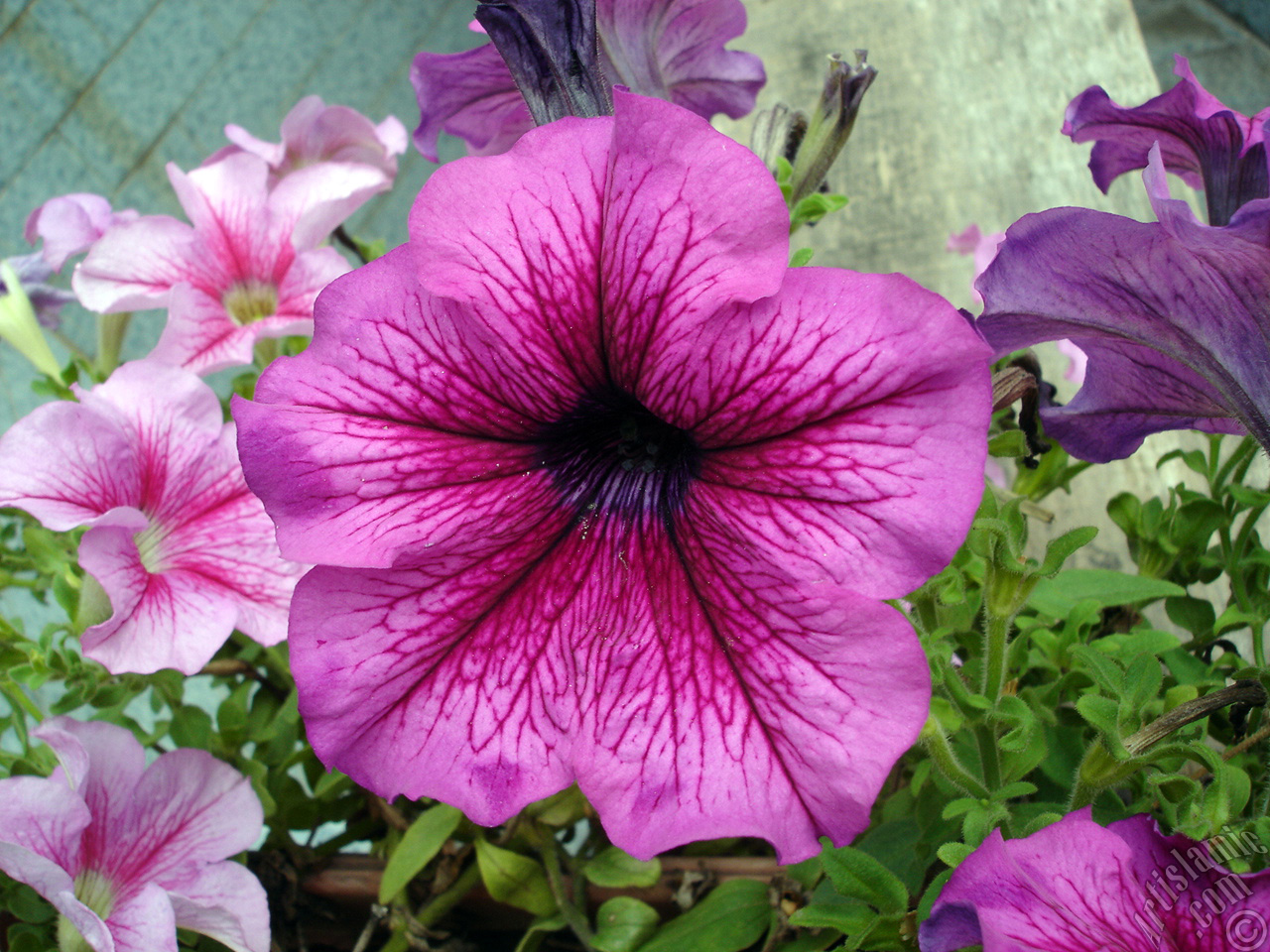 Pink Petunia flower.
