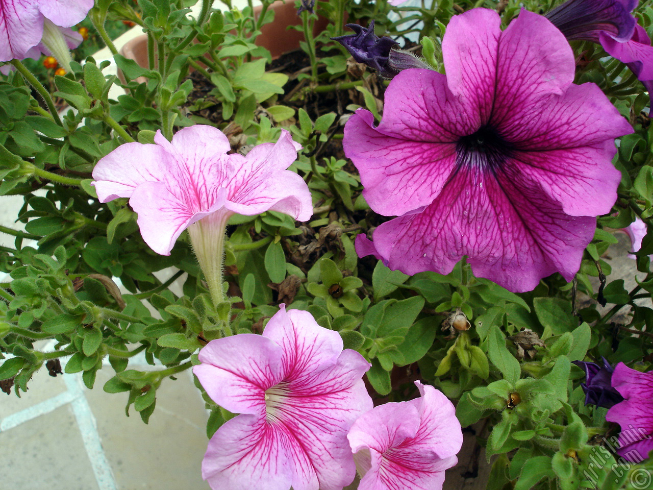 Pink Petunia flower.

