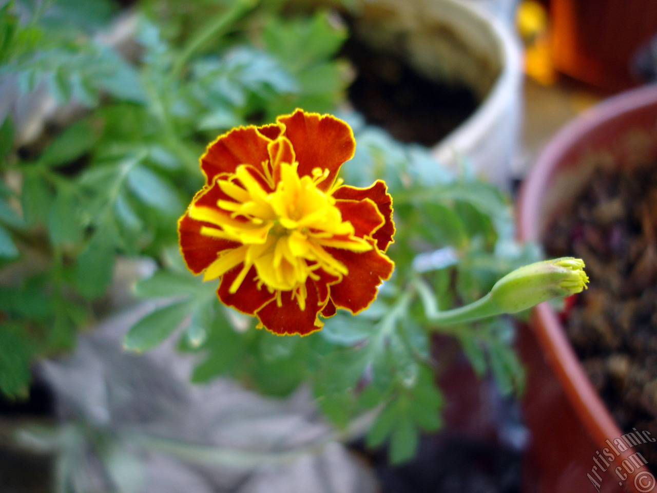 Marigold flower.
