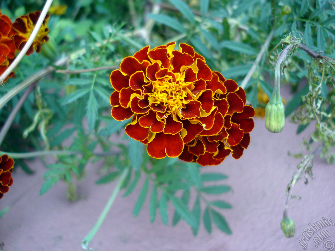 Marigold flower.
