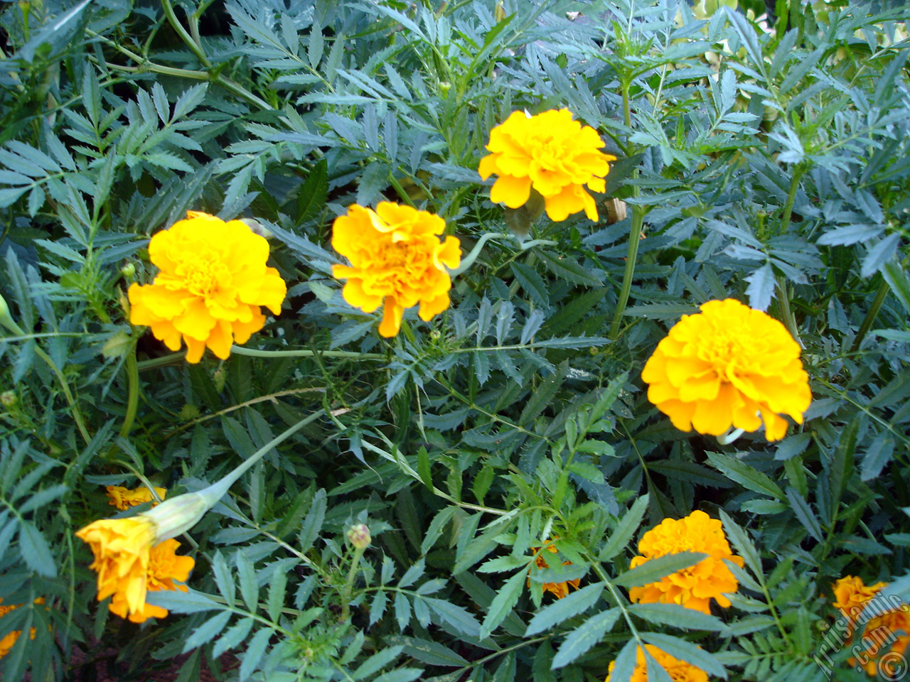 Marigold flower.
