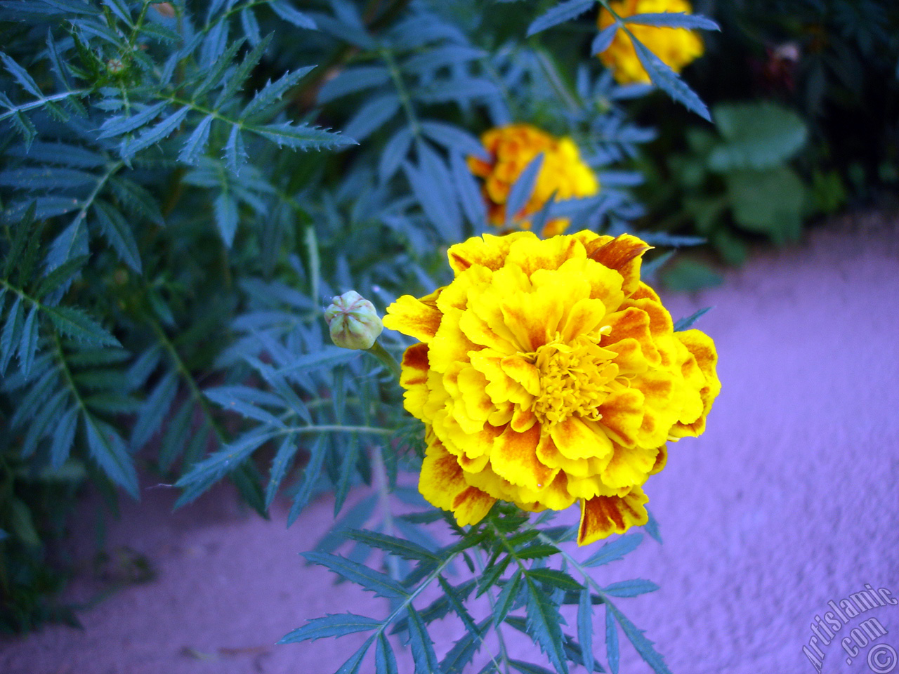 Marigold flower.
