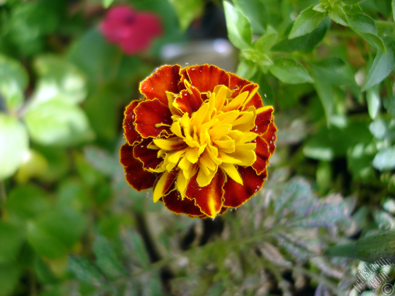 Marigold flower.
