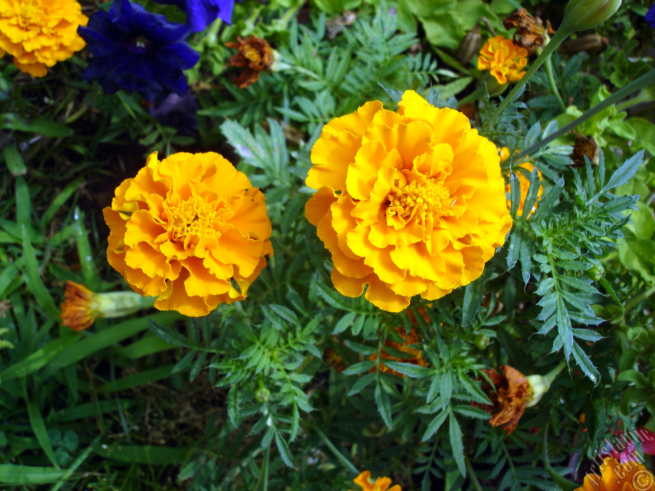 Marigold flower.
