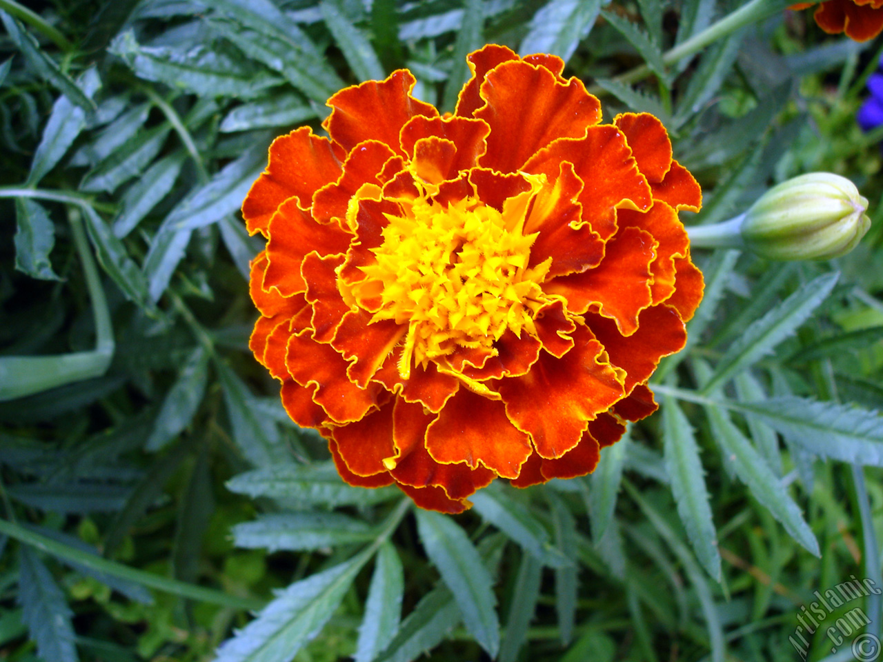 Marigold flower.
