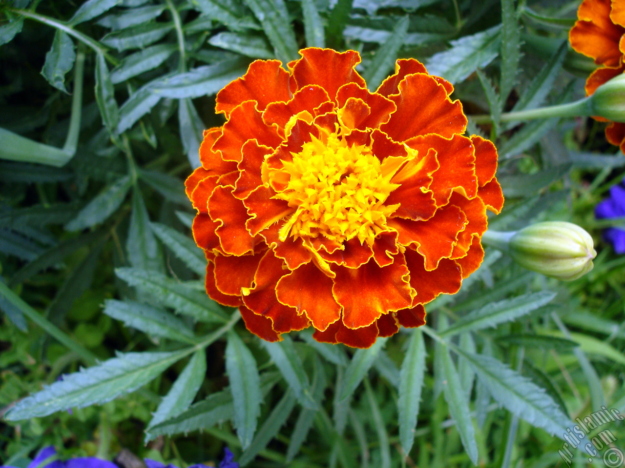 Marigold flower.
