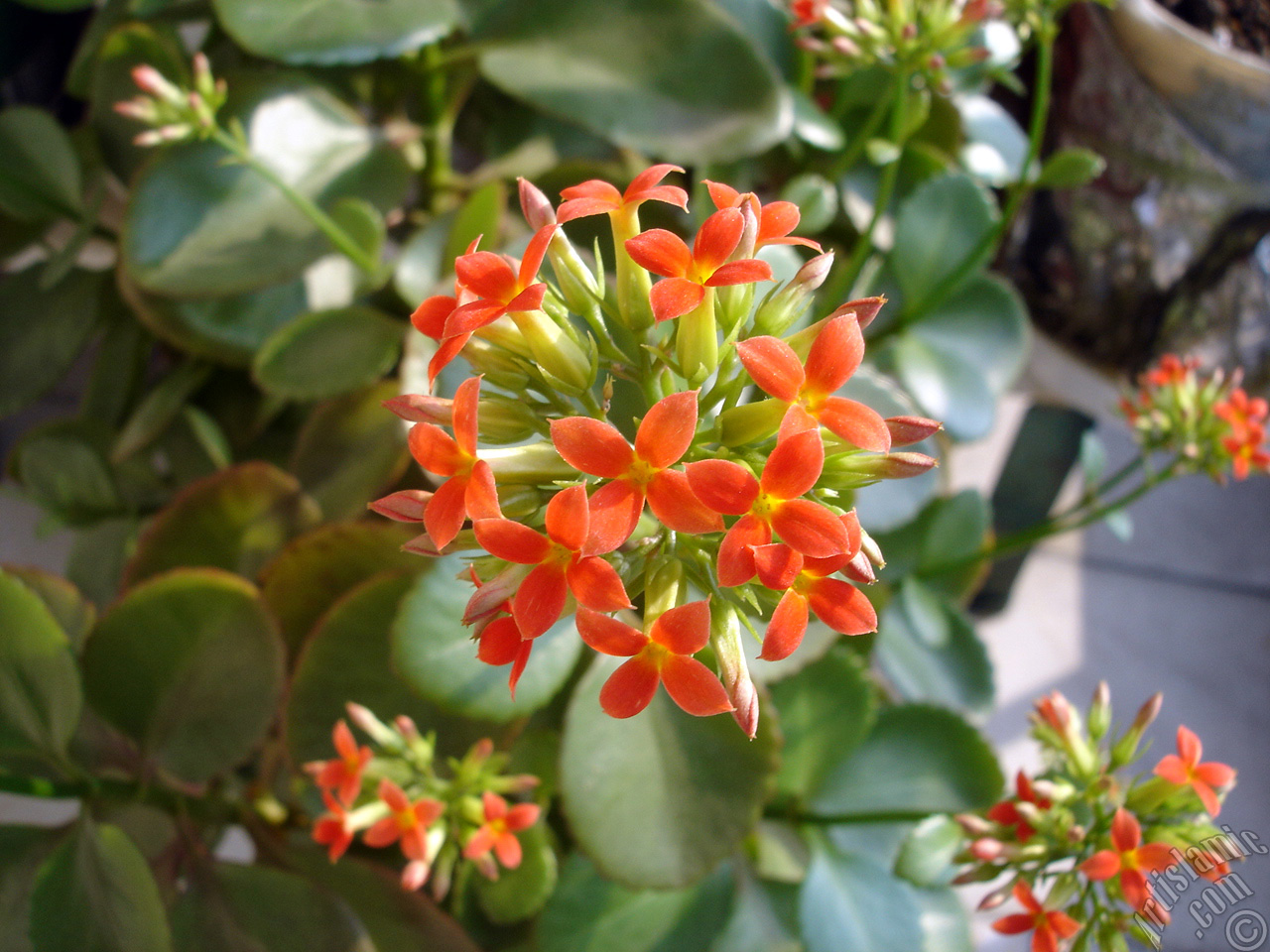 Kalanchoe plant`s flower.
