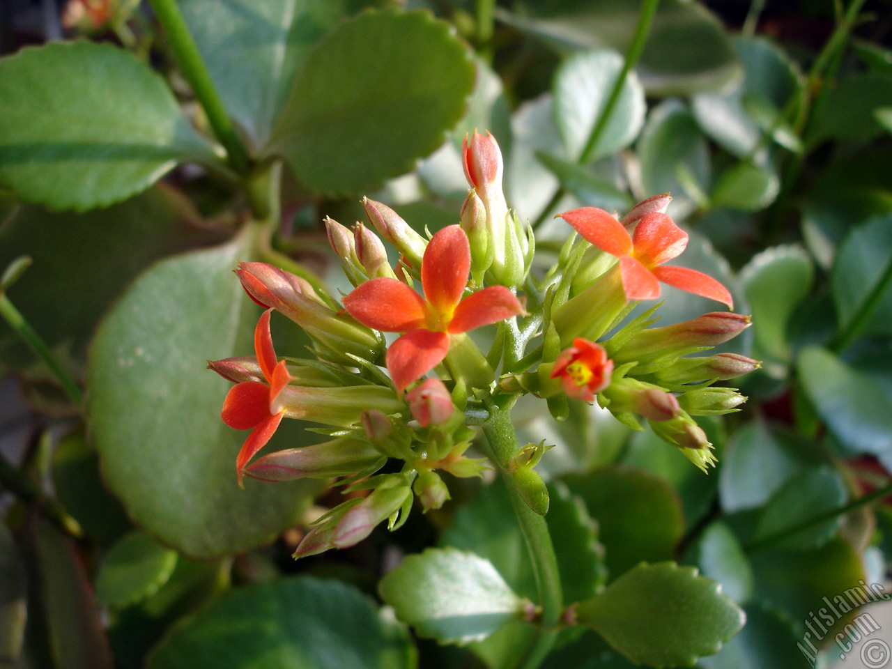 Kalanchoe plant`s flower.
