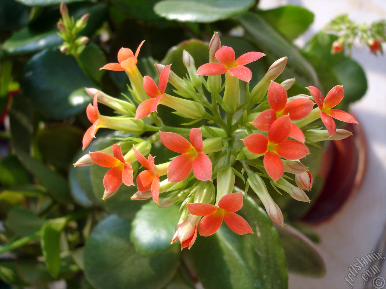 Kalanchoe plant`s flower.
